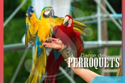 Danse des Perroquets | SANZA, Animation Evénementielle